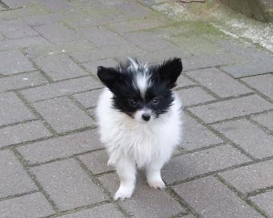 Papillon Welpen 11 Wochen alt