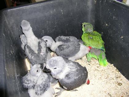 Graupapageienbabys