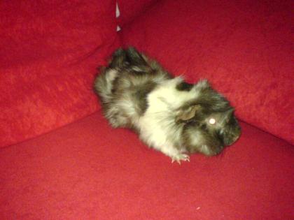 Meerschweinchen m abzugeben