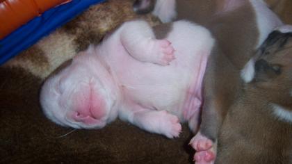 Englische Bulldogge wir haben Welpen abzugeben seriöse Zucht