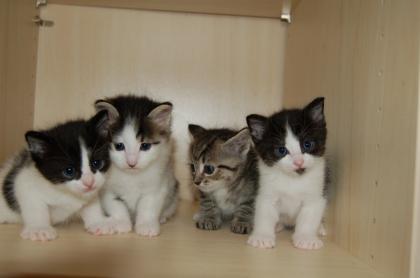 3 Birmchen suchen ein neues zu Hause