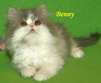 Zwei kleine verschmuste Perser Kitten mit Nase