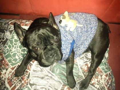 Französische Bulldogge Rüde 10 monate alt sucht ein neues zu Hause
