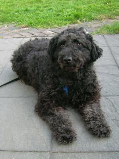 FÜRTI - herzensguter lieber Ungarischer Wuschel-Hütehund