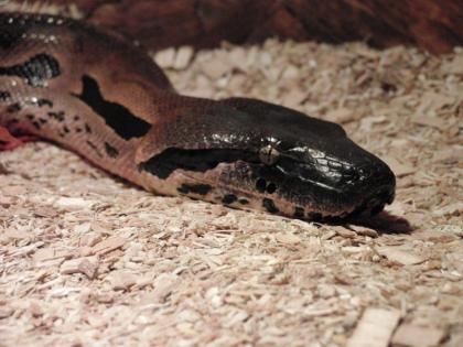 Madagaskarboa Acrantophis madagascariensis Boa Zuchtgrtuppe 1 2