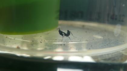 Geistermantis Phyllocrania Paradoxa und Oxyopsis gracilis abzugeben