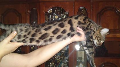 Bengalkatzen Bengal Bengalkatze