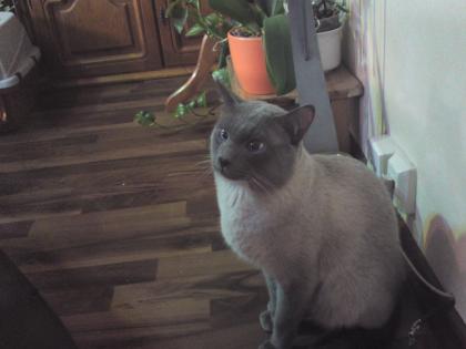 Biete Siam Thai Kater zum Decken an