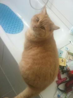Charlie stattlicher BKH-Deckkater m. P. hat noch freie Schmusestunden für Katzen
