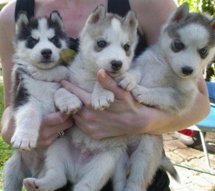 Siberian Husky Welpen mit Stammbaum