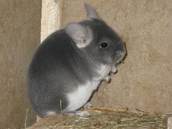 Chins Chins Chins