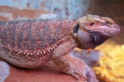 Bartagame Blood-Nachzucht abzugeben