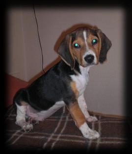5 Monate junger Beagle sucht liebevolles Zuhause