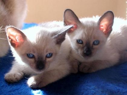 Thaikatzen traditionelle Siamkatzen Babys suchen neuen Verwöhner
