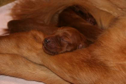 Golden Retriever Irish Setter Mix