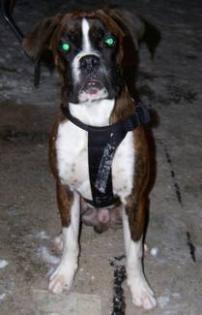 Arnie Boxer sucht neues Zuhause