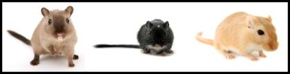 Mongolische Wüstenrennmäuse Gerbils