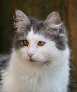 Tina Maine Coon Mädchen