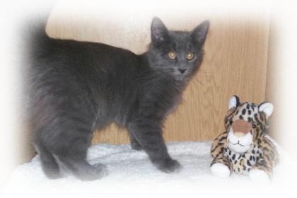 Norwegische Waldkatze - zauberhafte Katerchen geb. April 2022