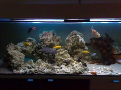 Verschiedene Fische Malawis Barsche Welse günstig abzugeben