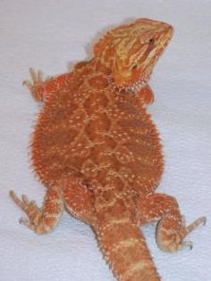1. 1 Red Cawley Bartagamen Zucht Pärchen DNZ 09