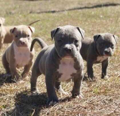 Pitbull Welpe