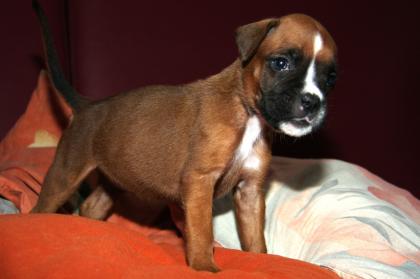 Hrirschrote Boxerwelpen