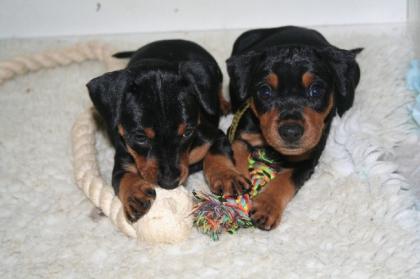 Deutsche Pinscher schwarz-rot Körzucht