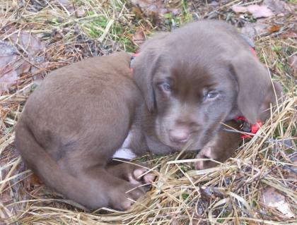 Bildschöne Braune Labrador-Welpen für 550 - Euro zu verkaufen