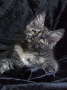 . Sehr typvolle Maine Coon Kitten .