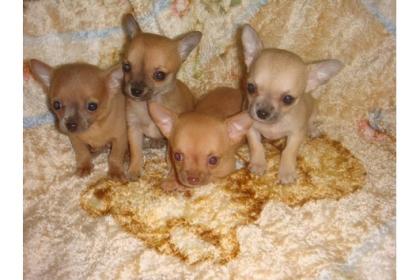 Teacup Chihuahua Welpen Absolute Minis-Zuckersssüüüßßß