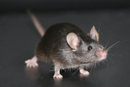 Graue Futtermäuse abzugeben zu je 0 50 Euro