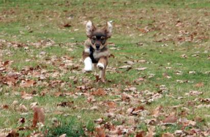 Hundesitter / Dogsitter / Hundebetreuer gesucht 20144 Hamburg Eimsbüttel