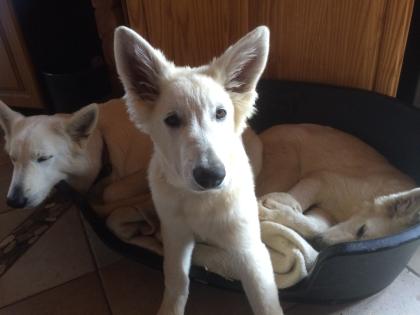 Weißer Schäferhund Junghund Familien- und Kinderhund