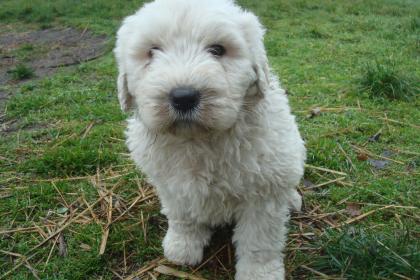Komondor Welpen König der Hirtenhunde