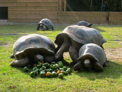 Aldabra Riesenschildkröten weiblich und männlich zu verkaufen