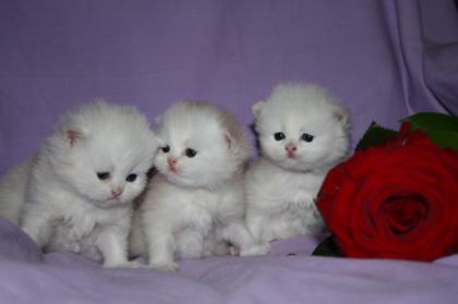 Perserbabys Kitten weiß-creme Perserkitten