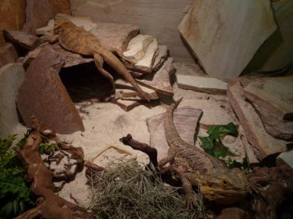Terrarium und / oder 2 Bartagame