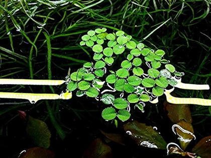 Kleinohriger Schwimmfarn Wasserpflanzen Versand/ Abholung