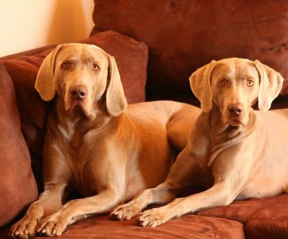 WEIMARANER WELPEN
