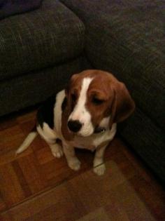 Süsse Beagle Hündin 1 Jahr