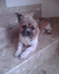 CHIHUAHUA / SHI TZU ZU VERKAUFEN