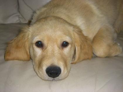 Golden Retriever Welpe weibchen