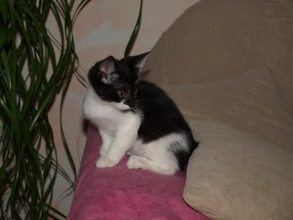 4 niedliche Katzenkinder Hauskatzen schwarz-weiß kostenlos abzugeben