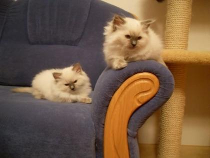 EINE RAGDOLL KATZE ZU VERKAAUFEN blau