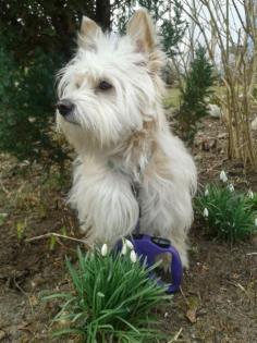 Malteser-Havaneser Mischling 1 5 Jahre sucht neues Zuhause