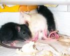 Rattenbabies dringend zu verschenken