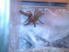 Verkaufe 0. 1 Pterinochilus murinus orange adult