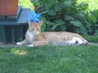 Weiße Langhaarkatzen
