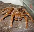 Citharischius crawshayi